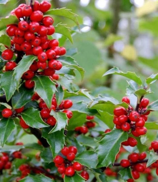Ilex 'Blue Maid' na kmienku